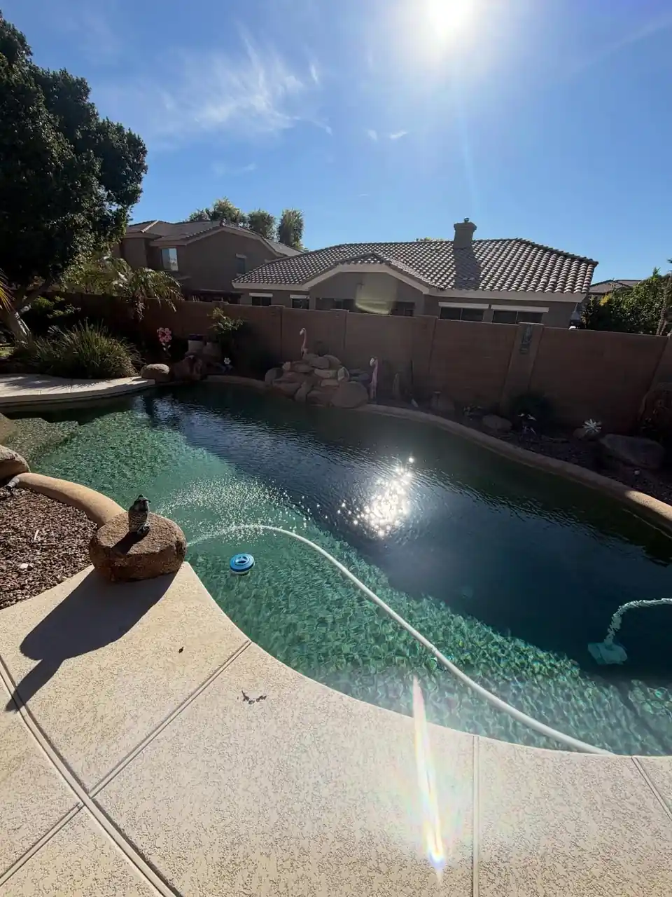 A backyard pool in bright sun with houses and palm trees behind it